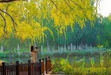 明星97水果机游戏手机版-明星97水果机游戏手机版，娱乐新宠与休闲时光的完美结合